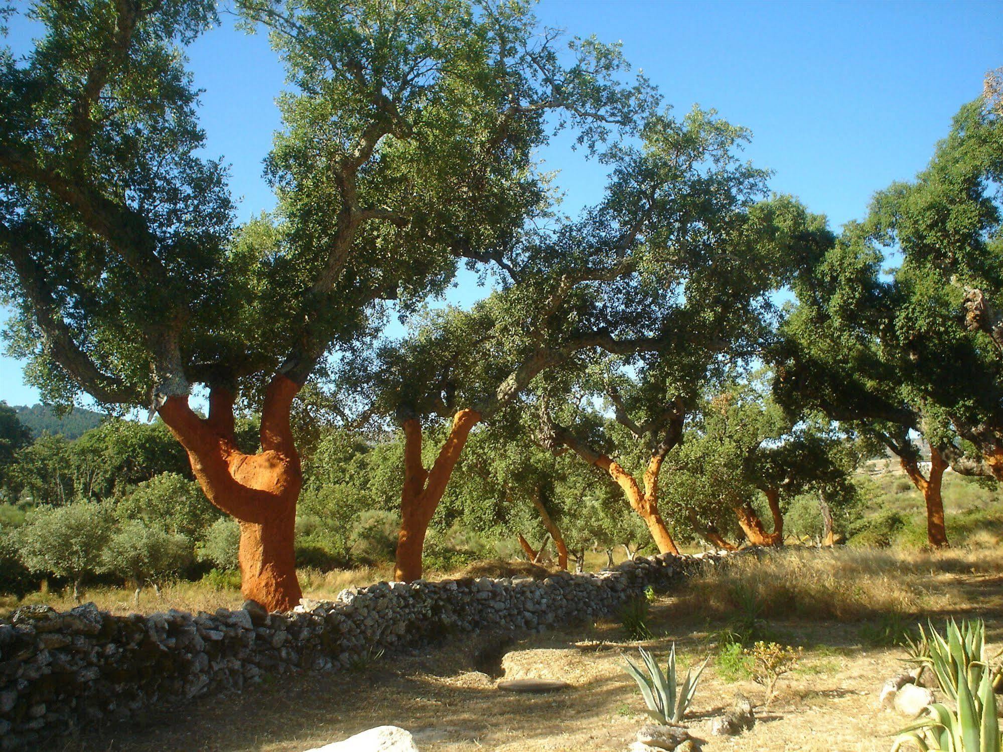 Herdade Da Fonte 维迪堡 外观 照片